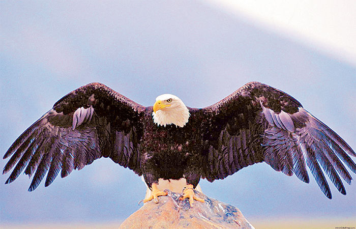 Special Facts About Birds of Prey