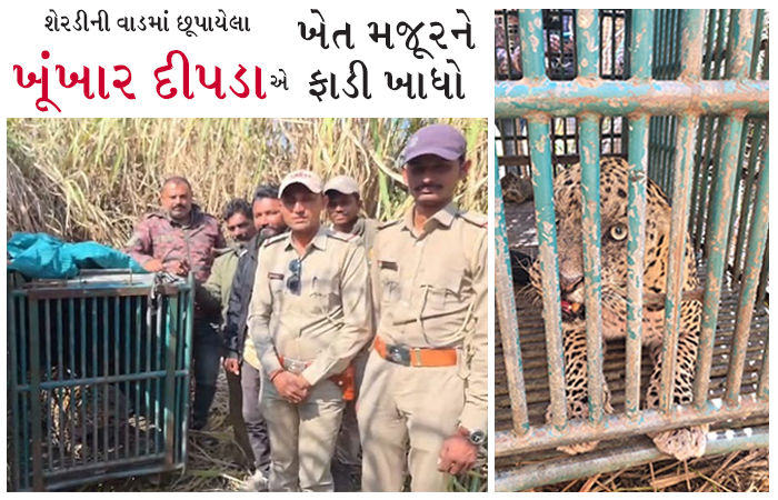 શેરડીની વાડમાં છૂપાયેલા ખૂંખાર દીપડાએ ખેત મજૂરને ફાડી ખાધો