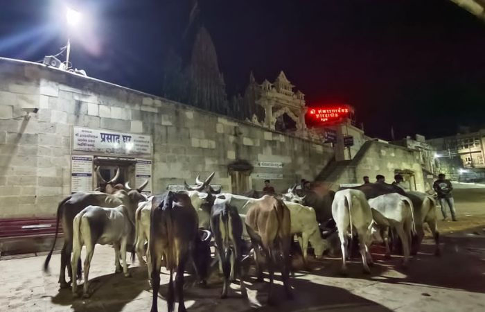 કચ્છથી દ્વારકા સુધી પગપાળા પહોંચી ગાયો, ઇતિહાસમાં પહેલીવાર મધરાત્રે ખૂલ્યા દ્વારકાધીશના દ્વાર