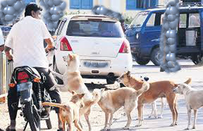 2024 માં મુંબઇમાં રખડતા કૂતરાઓ 1.28 લાખથી વધુ લોકોને કરડયા