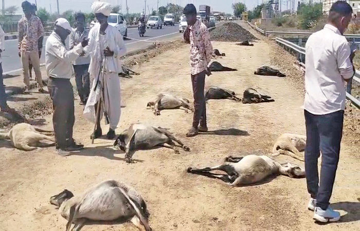 સાણંદ- વિરમગામ હાઇવે પર વિરોચનગર પાસે ખાડામાં પાણી પીદ્યા બાદ 35 ઘેટાંનાં ટપોટપ મોત
