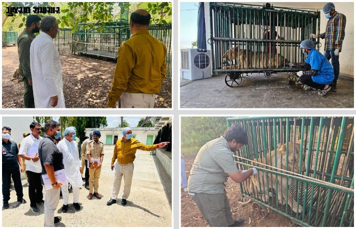 ગીર સોમનાથ: 'છેલ્લા 3 દિવસમાં વાઈરસના કારણે એક પણ સિંહનું મોત નહીં..', રેસ્ક્યુ સેન્ટર પહોંચેલા વન મંત્રીનો દાવો