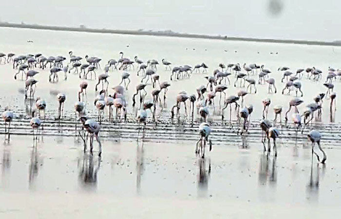 દસાડા-ધ્રાંગધ્રાંને અડીને આવેલા નાના રણમાં વિદેશી પક્ષીઓનું આગમન