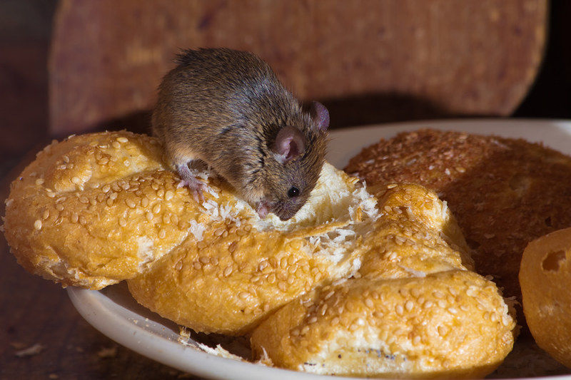 Indian-origin food firm owner in UK fined £7,000 after mice droppings found in store