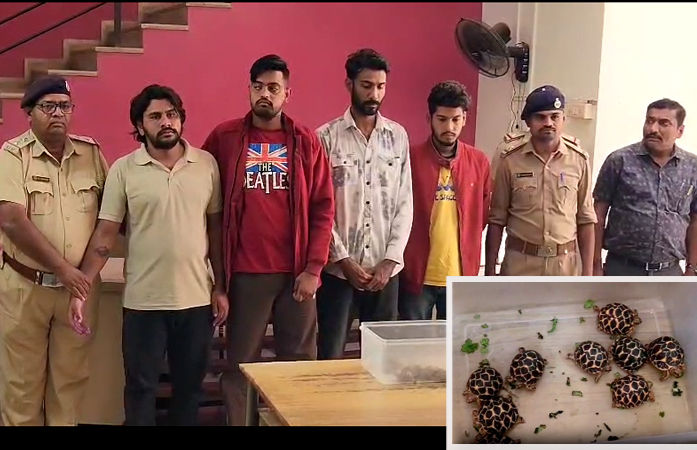 ઇન્સ્ટાગ્રામ પર કાચબાની તસ્કરી!: અમદાવાદમાં ઝડપાયું આંતરરાજ્ય રેકેટ, કુરિયરથી ડિલિવરી અને UPIથી પેમેન્ટ