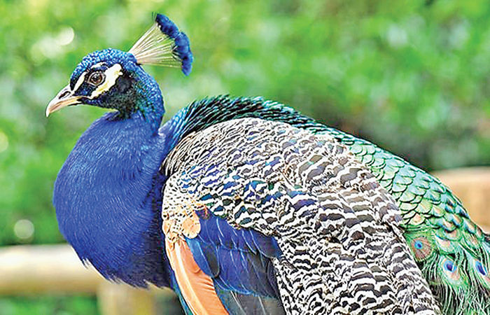 ભારતના રાજપક્ષીઓ                                        .