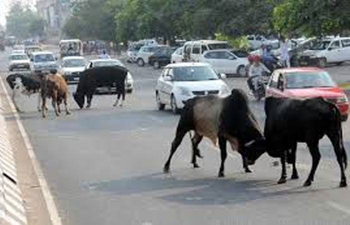 ટંકારા પાસે રોઝડું આડું ઉતારતા ડમ્પર ચાલકે બાઇકને ઠોકર મારતાં યુવાનનું મોત