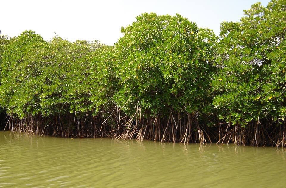 Mangroves cleared for cricket field in Amreli, Gujarat HC issues notice