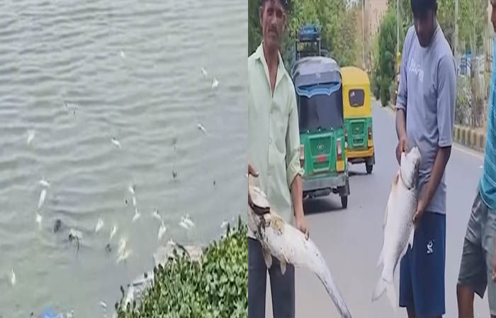 ઉનાળામાં તળાવોમાં માછલીઓના મોતનો સિલસિલો યથાવત : સમા તળાવમાં ફરી મોટી સંખ્યામાં માછલીઓના મોત, દુર્ગંધથી સ્થાનિકો પરેશાન