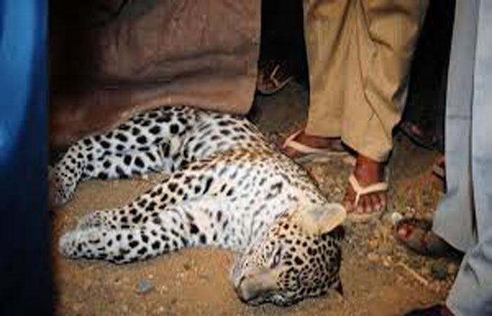 દીપડાઓનો શિકાર કરતી ગેન્ગના 4 ઝડપાયા