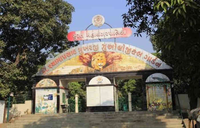 સુરત: 38 વર્ષ બાદ સરથાણા નેચર પાર્કમાં જન્મેલ સિંહબાળનું નામ છે કિચુ