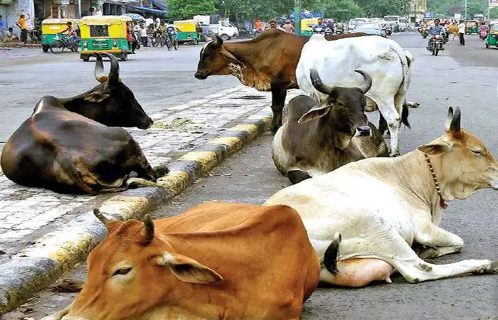 વડોદરામાં રખડતા ઢોરોનો ઉપદ્રવ, હરણીરોડ પર ગાય આવી જતા બસ ડિવાઈડર પર ચડી ગઈ, પેસેન્જરોનો બચાવ