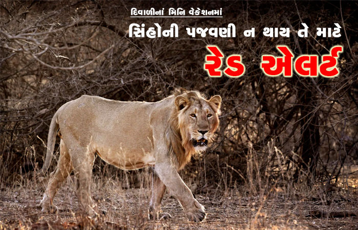 દિવાળીનાં મિનિ વેકેશનમાં સિંહોની પજવણી ન થાય તે માટે રેડ એલર્ટ