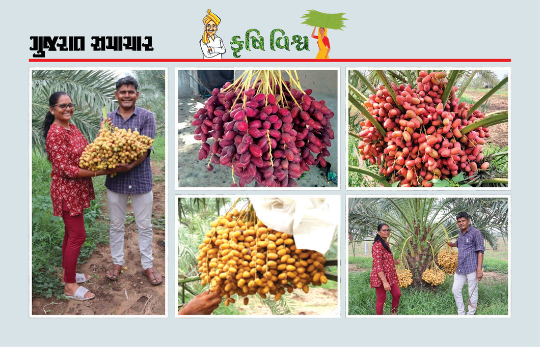 મહિલા ખેડૂતનું પ્રયોગશીલ માનસ, ખારેકની ખેતી અપનાવીને લાખો રૂપિયાની કમાણી