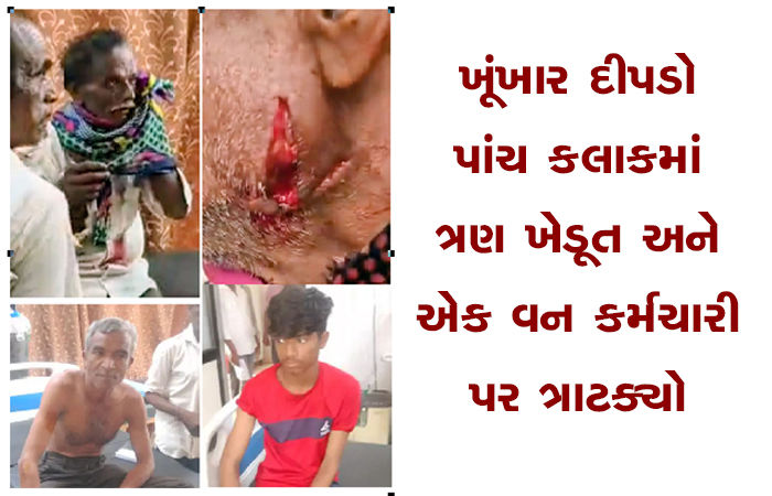 ખૂંખાર દીપડો પાંચ કલાકમાં ત્રણ ખેડૂત અને એક વન કર્મચારી પર ત્રાટક્યો