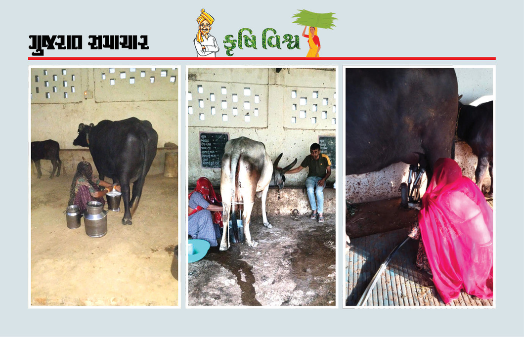 પશુપાલન દ્વારા મહિલા સશક્તિકરણ, ગાય-ભેંસના સંવર્ધન દ્વારા વાર્ષિક રૂપિયા 10 લાખની આવક