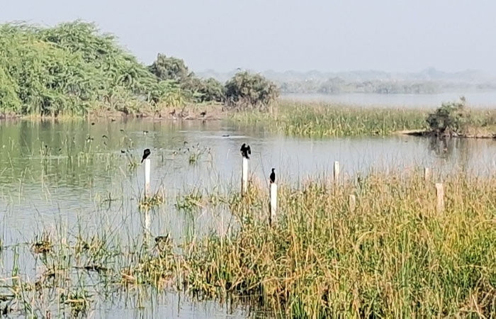 જામનગર મરીન નેશનલ પાર્કમાં 'કિચડીયા' પક્ષીની વસ્તી ગણતરી