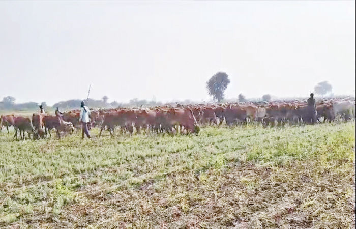 લીંબડીના બળોલ ગામમાં માલધારીઓનો ખેડૂતો પર હુમલો