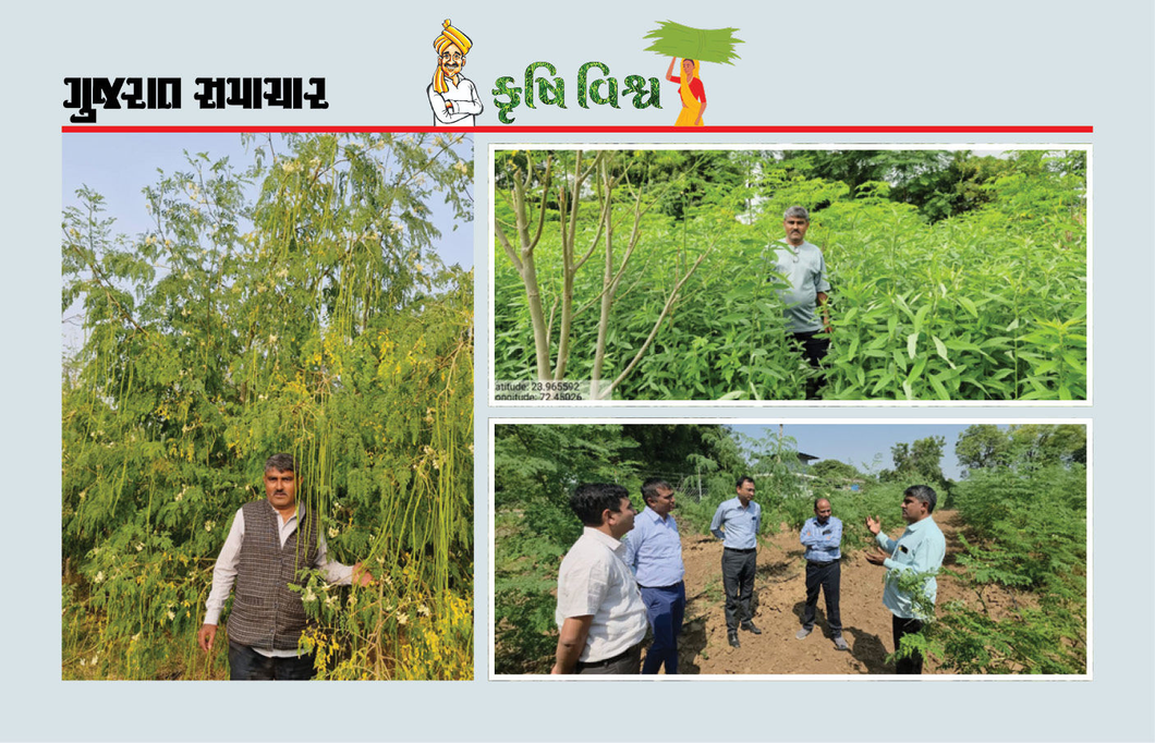માત્ર 6.5 હેક્ટરમાં સરગવાની ખેતીમાં રૂા. 42 લાખની આવક, ખેડૂતની પ્રયોગશીલતાની સફળતાની પરાકાષ્ઠા