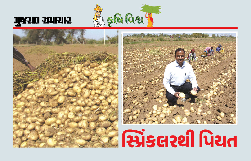 બટાકાની સિઝનની શરૂઆત કરતા પહેલાં આટલું ધ્યાન રાખીએ, ઉત્પાદન-આવકમાં અવશ્ય લાભ થશે