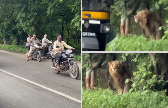 જૂનાગઢ-બીલખા રોડ પર અચાનક સિંહ આવી ચડતાં વાહનચાલકો ગભરાયા, ટ્રાફિક જોઈ થંભી ગયો સાવજ