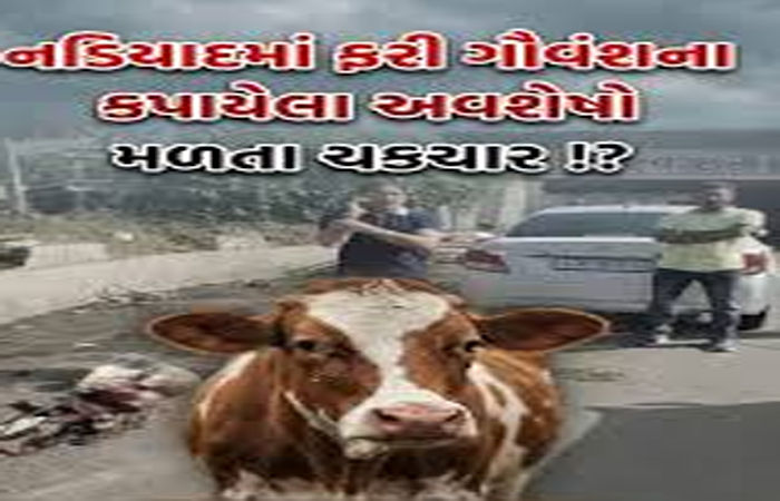નડિયાદ અને મહુધામાં ગૌવંશના કતલની આશંકા : નહેરમાંથી 50 થી વધુ ગૌવંશના અવશેષો મળ્યાં