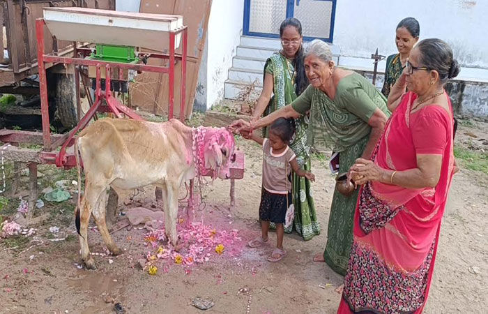 સુરેન્દ્રનગર-અમદાવાદ પંથકમાં બહેનોએ ગાયનું પૂજન કરી બોળ ચોથની ઉજવણી કરી