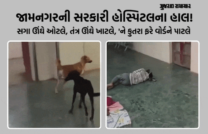 VIDEO: જામનગર જી.જી. હોસ્પિટલમાં રખડતા કૂતરાઓનું 'રાજ', સુરક્ષા ગાર્ડ શોભાના ગાંઠિયા સમાન