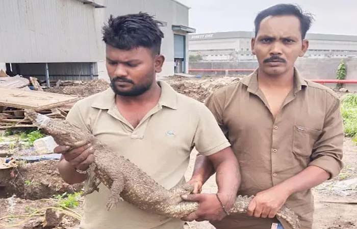 વડોદરા: પોર પાસેની કંપનીમાંથી ત્રણ ફૂટનો મગર પકડાયો
