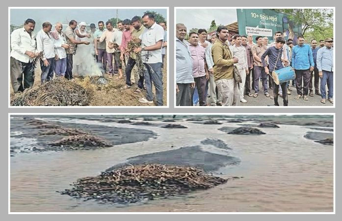 પાક નુકસાનીના ડિજિટલ સર્વેનો વિરોધ: સિહોરમાં પાક બાળીને હવન, ગાંધીનગરમાં ઢોલ વગાડયાં