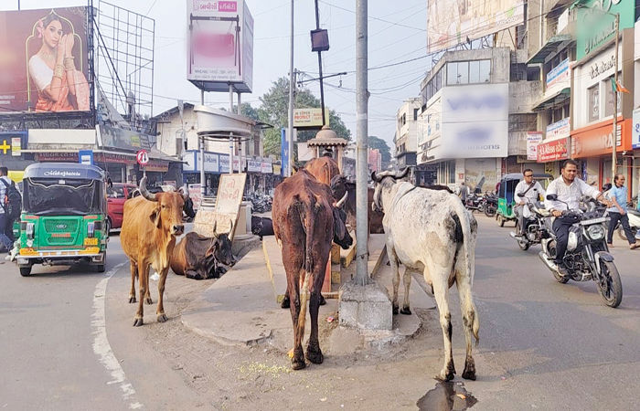 નડિયાદ શહેરના મુખ્ય માર્ગો પર રખડતા ઢોરોનો અડિંગો