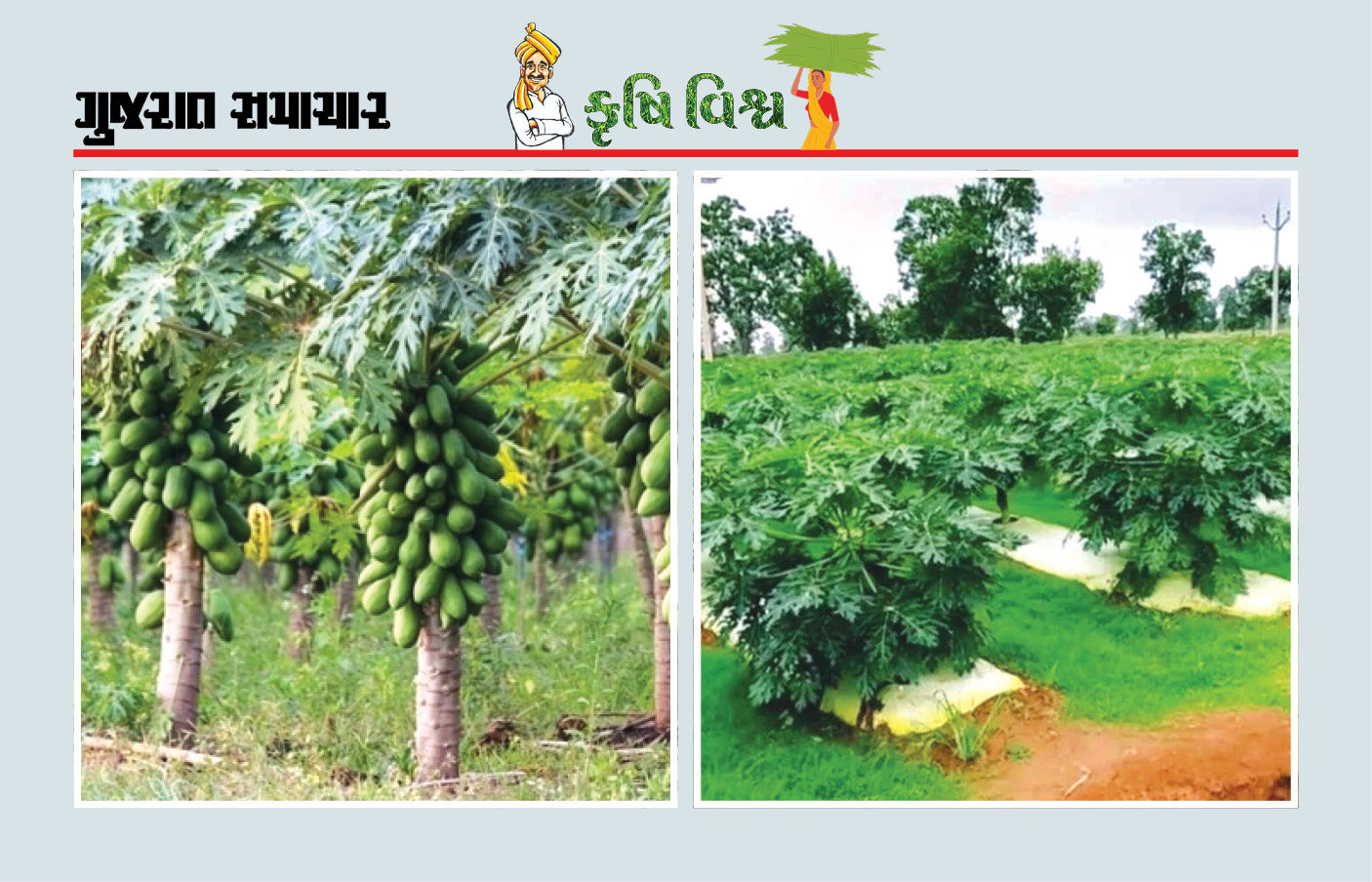 પપૈયાની ખેતી ભલે કરીએ પણ ઉતાવળે નહીં, ખેડૂતે જ મીઠાં મઘૂરાં પપૈયાનું વેચાણ કરવું રહ્યું પપૈયાની ખેતી ભલે કરીએ પણ ઉતાવળે નહીં, ખેડૂતે જ મીઠાં મઘૂરાં પપૈયાનું વેચાણ કરવું રહ્યું