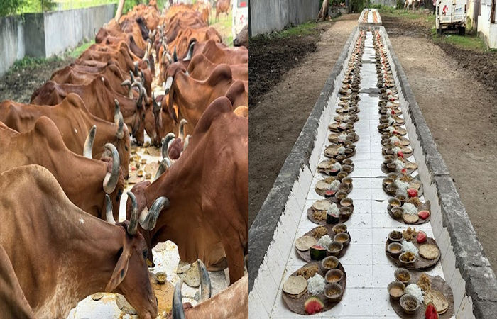 વડોદરાની સંસ્થાએ શ્રાધ્ધ પક્ષમાં પાંજરાપોળની ગાયોને પડિયા-પતરાળામાં ભોજન કરાવ્યું