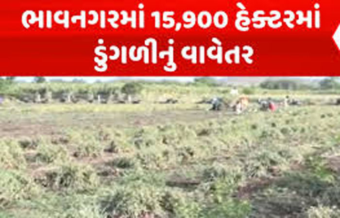 જિલ્લામાં 1642 હેક્ટરમાં ડુંગળીનું વાવેતર : 47632 મે. ટનનું ઉત્પાદન