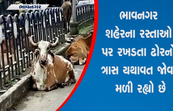 મનપાએ છેલ્લા 12 માસમાં 3,575 રખડતા ઢોર પકડયા, ત્રાસ યથાવત