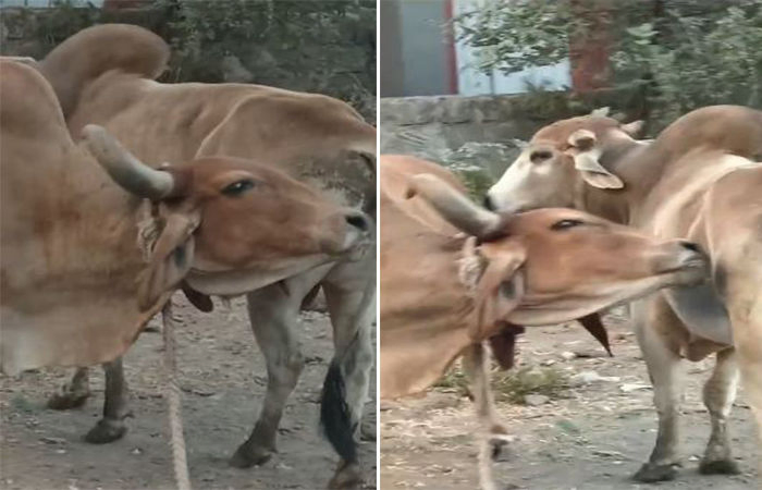 જામનગરમાં ઢોર પકડવાની કામગીરીમાં તંત્રની બેદરકારીના કારણે ગાયનું શિંગડું કપાઈ જતાં ગૌ પ્રેમીઓમાં ભારે કચવાટ