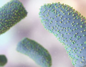 Vector control, hygiene & awareness key to control Chandipura virus: Experts