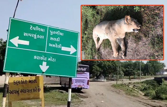 અમરેલી: લીલિયાના કણકોટ નજીક સિંહણનું શંકાસ્પદ મોત, દોષિતોને જેલ હવાલે કરવાની માંગ