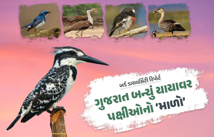 ગુજરાત પક્ષીઓ માટે પણ સ્વર્ગ, રાજ્યના આ સ્થળો પર વિવિધ પ્રજાતિના પક્ષીઓની સૌથી વધુ વસતી