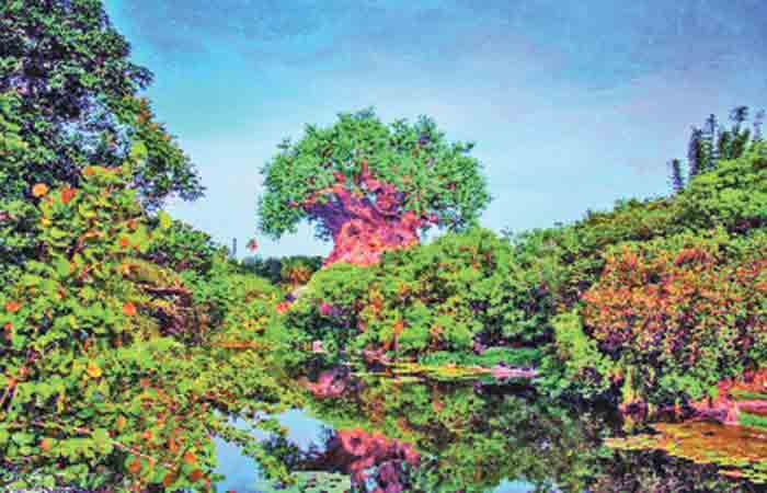 What Do Trees Do for Us?                                            .
