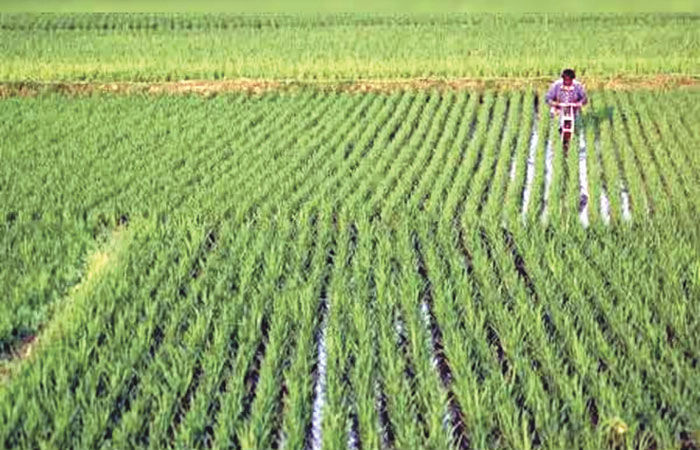 ચોમાસાની પ્રગતિ પ્રમાણમાં ધીમી છતાં ડાંગરના વાવણી વિસ્તારમાં વધારો