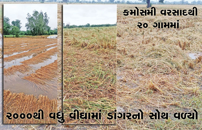 ગળતેશ્વરમાં કમોસમી વરસાદથી 20 ગામમાં 2000થી વધુ વીઘામાં ડાંગરનો સોથ વળ્યો