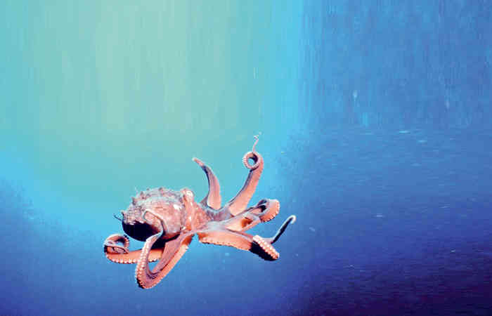 ઓક્ટોપસનું અવનવું .