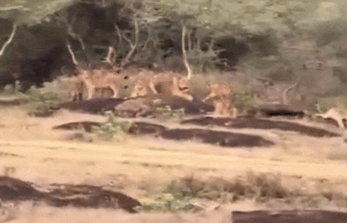 VIDEO : ગીર નહીં પોરબંદરમાં સાવજોનો વસવાટ! બરડા ડુંગર પાસે એકસાથે 11 સિંહ દેખાયા