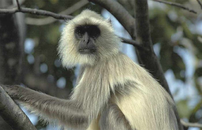 Ahmedabad begins first-ever Monkey census; feeding primates now punishable