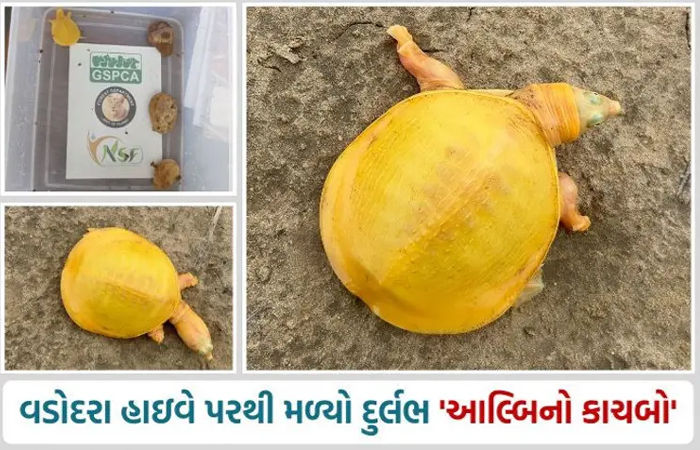 આલ્બિનો તરીકે ઓળખાતા પીળા રંગના કાચબાનું રેસ્ક્યૂ, ગુજરાતમાં પહેલો અને ભારતમાં સાતમો