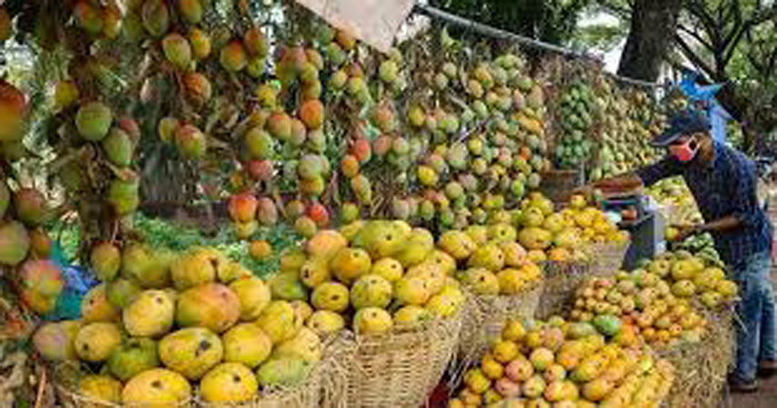 નવી મુંબઈ ફળબજારમાં કેરીની આવક 56 હજાર ટન ઘટી