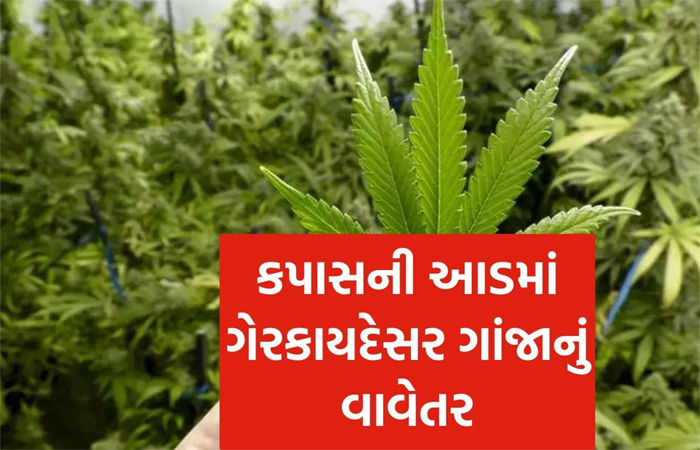 રાણપુરના વાવડી ગામે કપાસની આડમાં ગાંજાનું વાવેતર ઝડપાયું