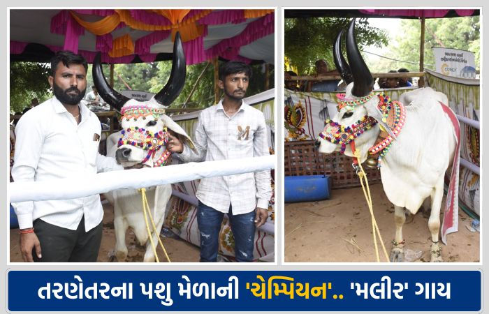 તરણેતરના પશુ મેળામાં કચ્છની 'મલીર' ગાય બની 'ચેમ્પિયન ઓફ ધ શો', રૂ. એક લાખનું ઈનામ