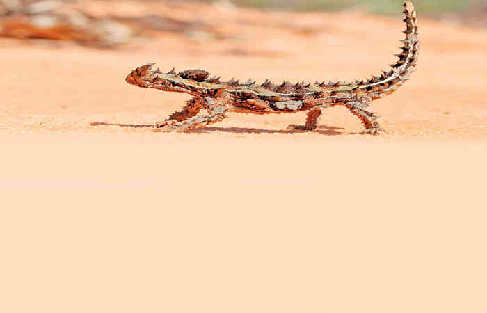 કાંટાવાળો કાચિંડો થોર્ની ડેવિલ
